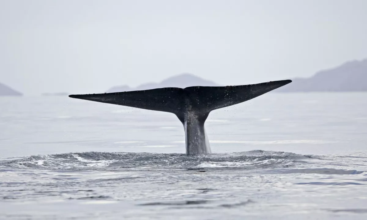 Zraste lahko do 30 metrov v dolžino.