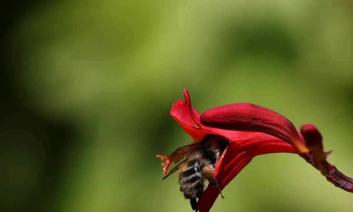 Avstralski znanstveniki so odkrili novo avtohtono vrsto čebele z rožički in ji nadeli temu primerno ime – Lucifer.
