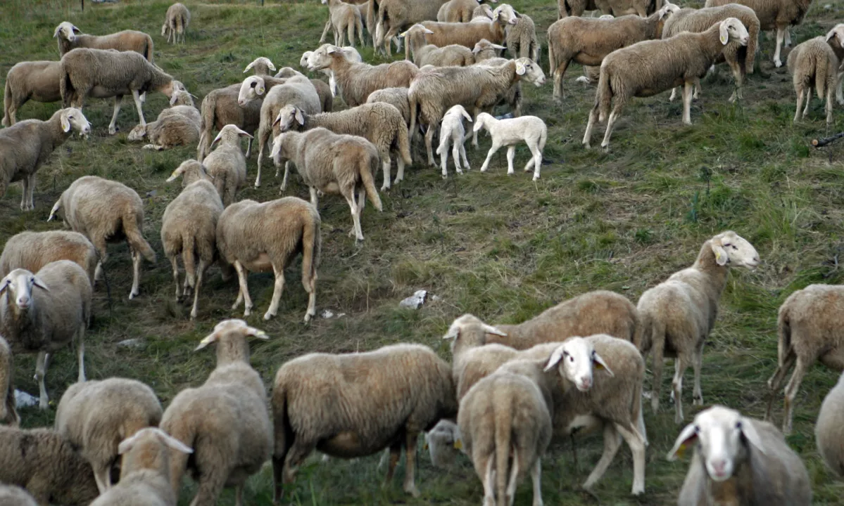 Rejcem za poginule ovce predvidoma 1,3 milijona evrov pomoči