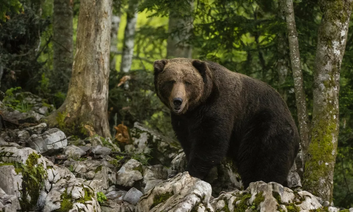 Na Japonskem od aprila že 13 smrtnih žrtev medvedov