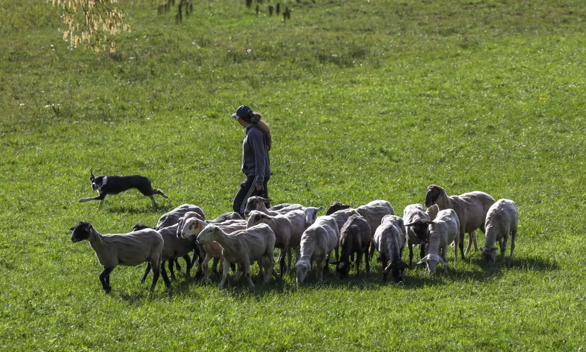 Od potrditve bolezni modrikastega jezika skoraj 300-odstotna rast pogina ovac
