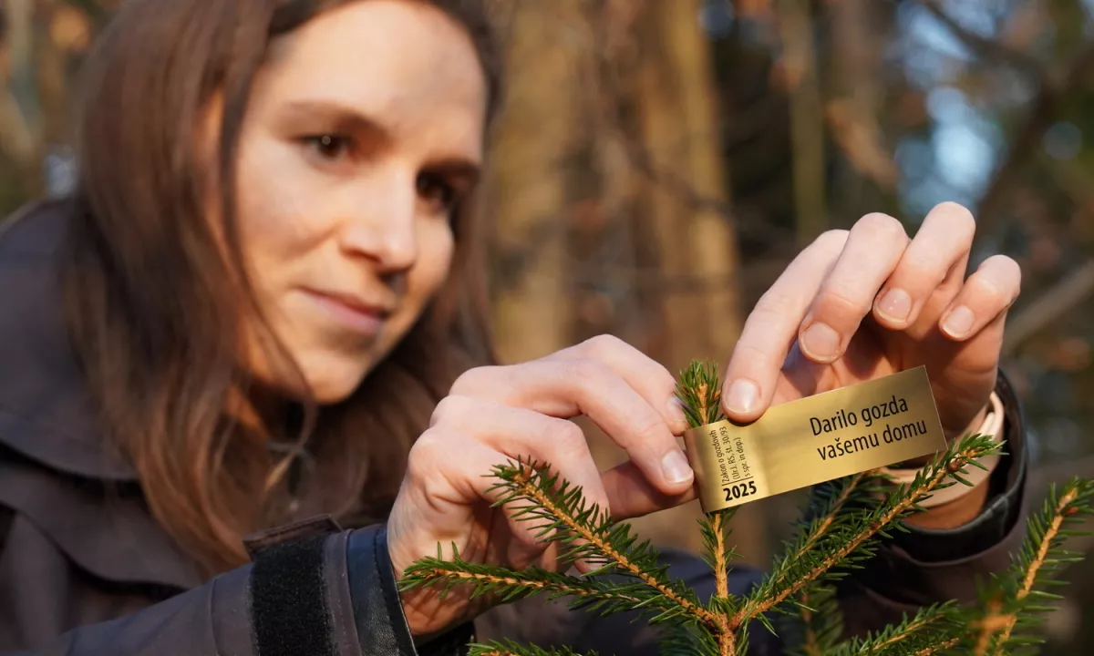 Zlata nalepka za slovenska božična drevesca