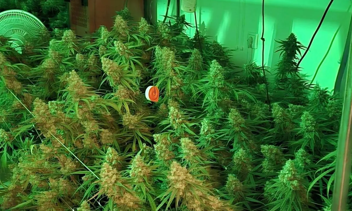 Na Vrhniki zasegli večjo količino konoplje in aretirali 21-letnika