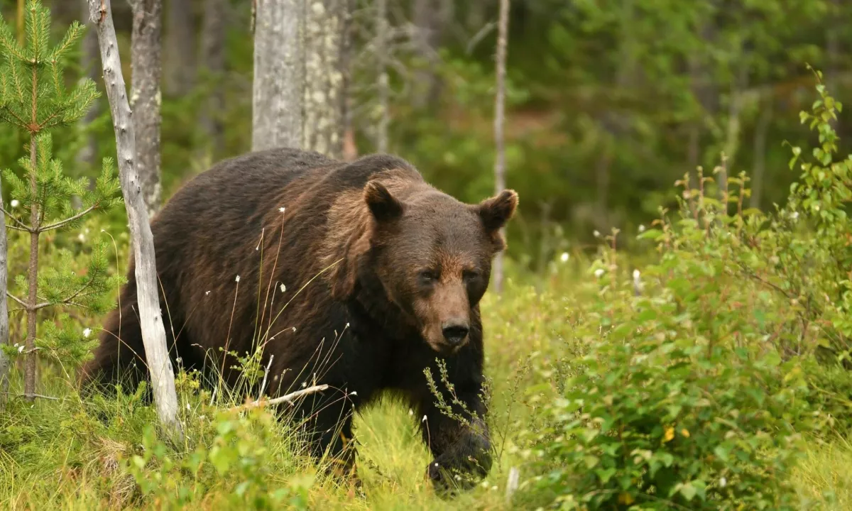 Grizli v Kanadi napadel skupino šolarjev in učiteljev, 11 poškodovanih