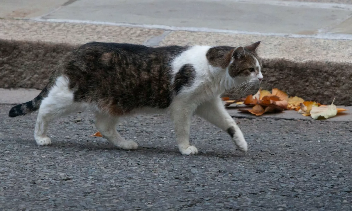 V Džakarti se obeta prepoved uživanja psov in mačk