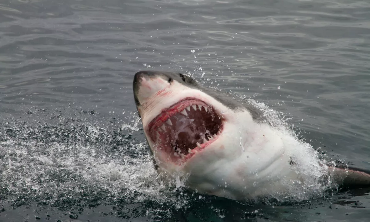 V napadu morskega psa v Avstraliji umrla ženska, moški hudo poškodovan