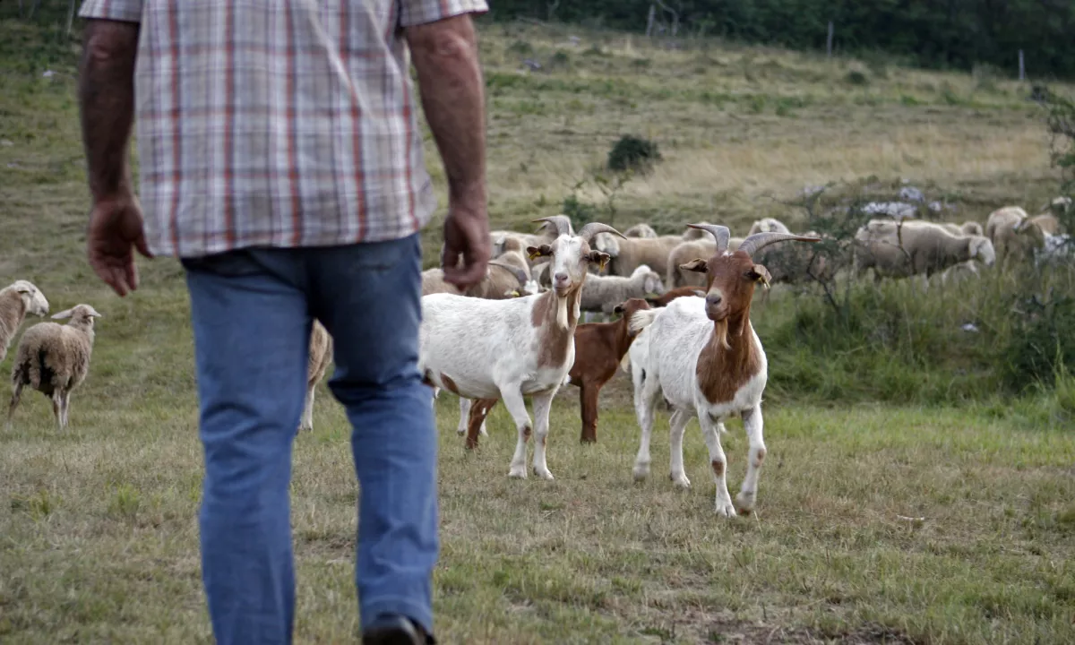 Pri nadzoru ravnanja s prostoživečimi živalmi uvedenih devet postopkov, zanemarjanja ni bilo