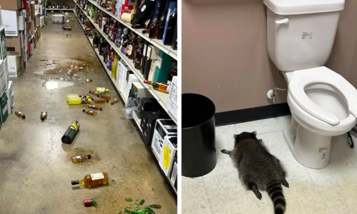 Pijani rakun vdrl v trgovino z alkoholom in obležal na stranišču