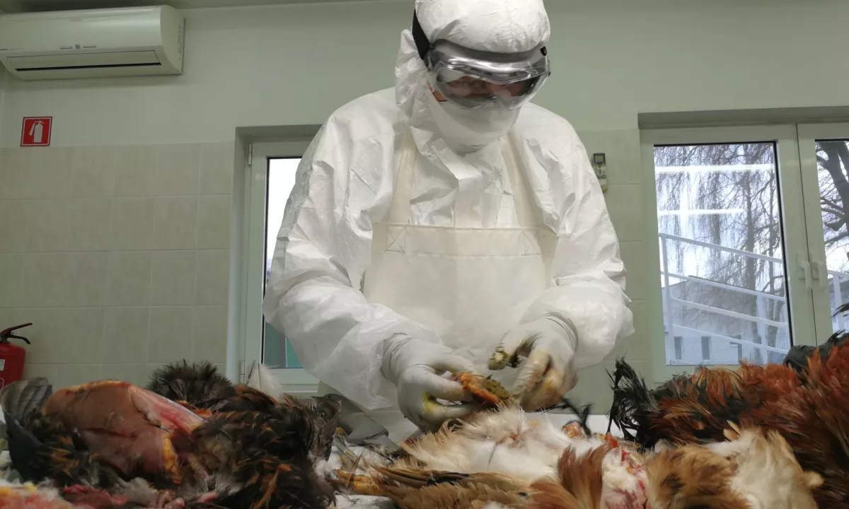 Novi primer ptičje gripe, v občini Lenart poginil labod