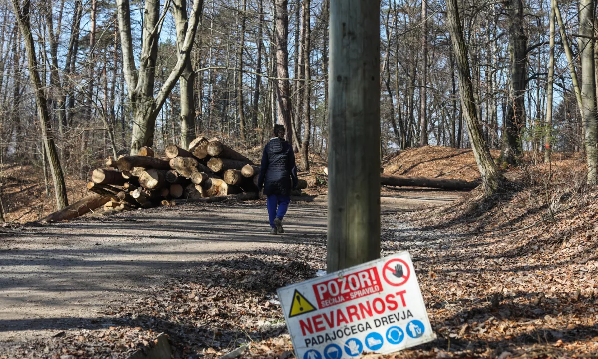 Levica predlaga zakon o zaščiti dreves v mestih