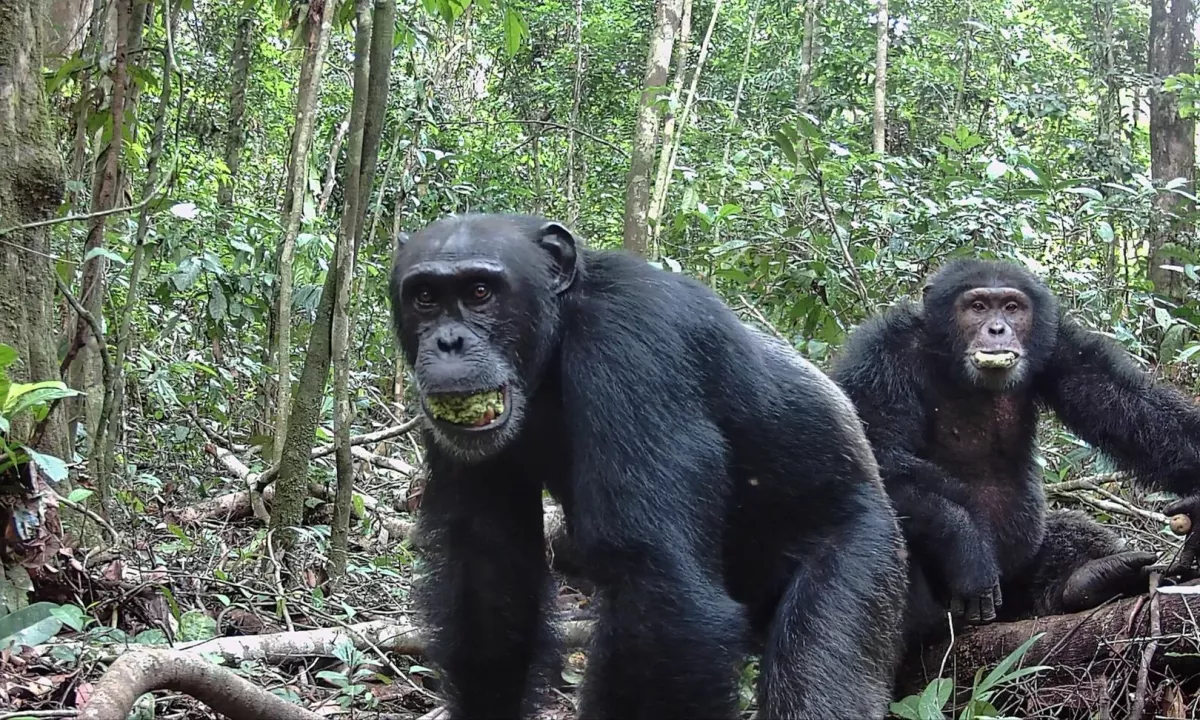 V mednarodni operaciji zasegli 30.000 živih živali, aretirali 1100 osumljencev