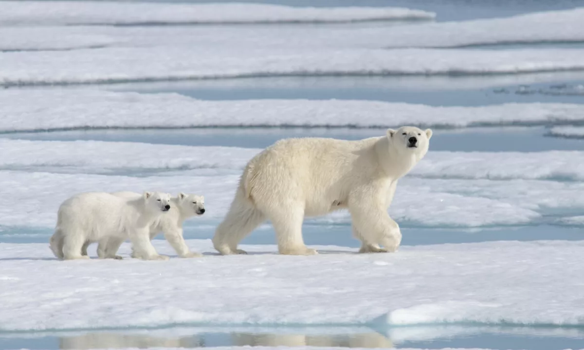 Znanstveniki ugotavljajo, da se polarni medvedi na južni Grenlandiji genetsko razlikujejo od severnih, kar kaže na možnost prilagajanja toplejšemu podnebju.