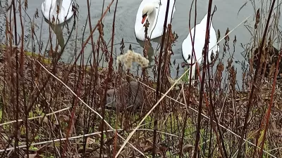 Bitka nutrije in labodov na Kose&scaron;kem bajerju