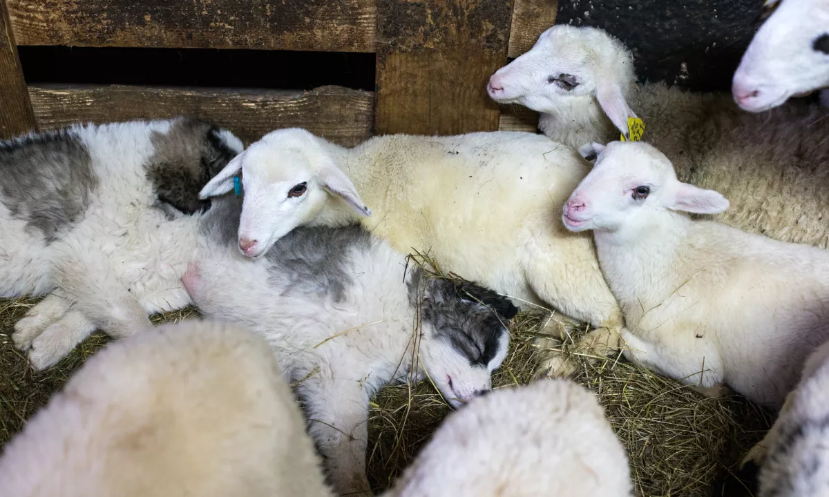 Na Hrvaškem potrjena kuga drobnice