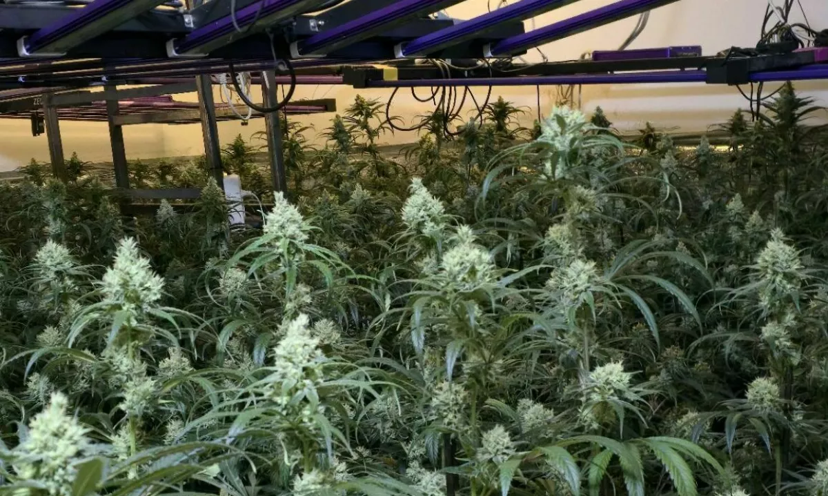 V Šiški zasegli več kot 400 sadik konoplje in pištolo