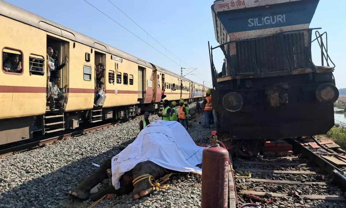 V trčenju vlaka umrlo sedem slonov