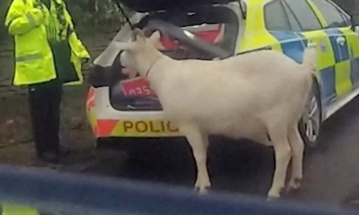 Policisti so po angleški vasici lovili pobeglo kozo, ki naj bi skušala napasti domačinko in z božičnega venčka ukrasti pomaranče.