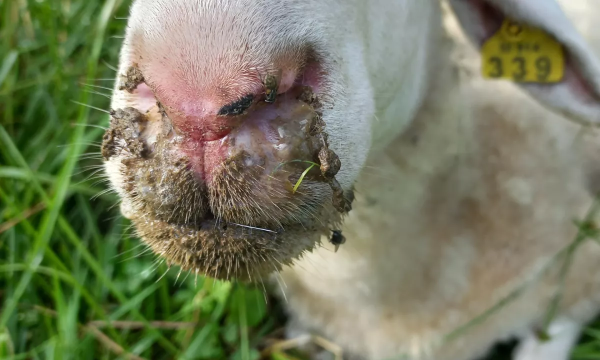 Rejcem 1,3 milijona evrov pomoči zaradi pogina ovac