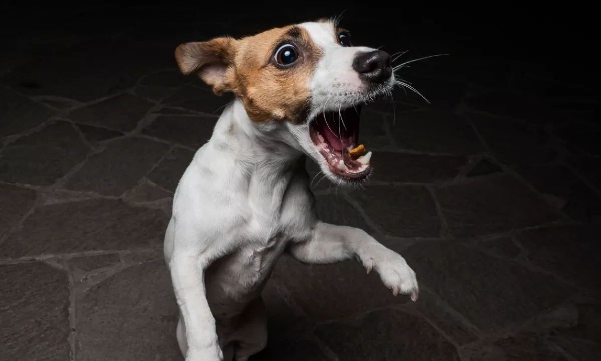 Med poskusom odvzema psa napadel veterinarska inšpektorja, eden se je ubranil z dežnikom