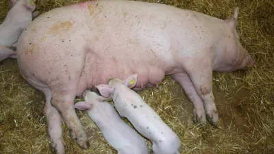 pujski, Gornja Radgona