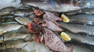 Lionfish, center, are seen at Stefanios restaurant in Larnaca, Cyprus, in the eastern Mediterranean, Thursday, Dec. 18, 2025. (AP Photo/Petros Karadjias)