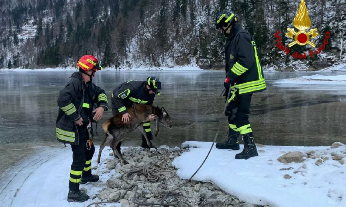 Trbiški gasilci iz zaledenelega Rabeljskega jezera rešili mladega jelena