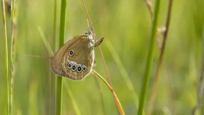 Na Barju ohranili dve ogroženi vrsti