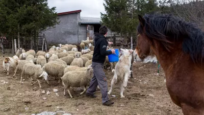 - pastirski pes pasme tornjak- drobnica - ovce- 28.02.2017 - Juršče v Občini Pivka - Ekološka kmetija Sedmak - reja drobnice na prostem - primer dobre prakse uporabe pastirskih psov za varovanje drobnice pred velikimi zvermi -//FOTO: Matjaž Rušt