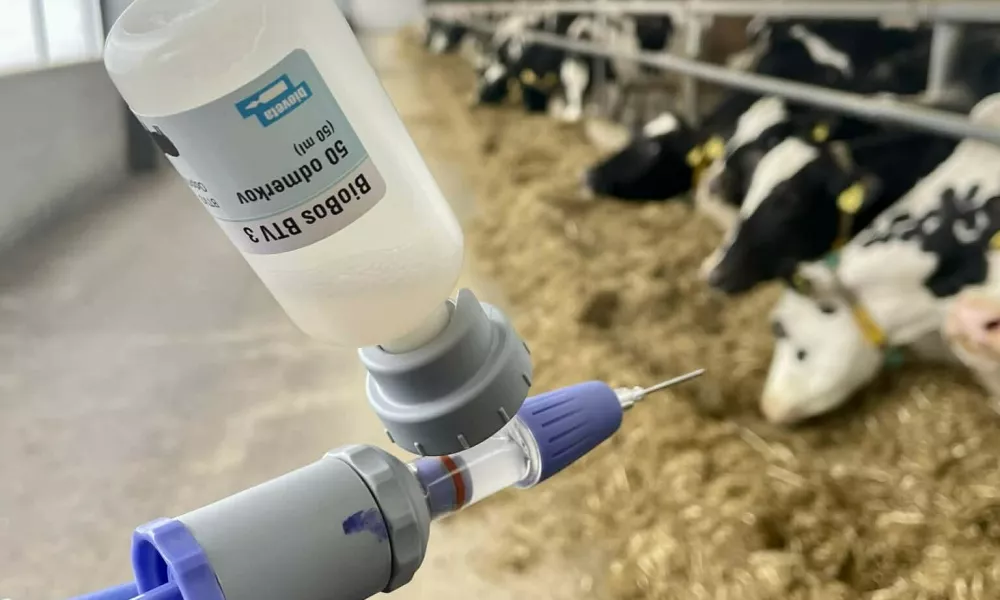 bolezen modrikastega jezika, cepivo. Foto: Veterinarska praksa Teneti&scaron;e, fb