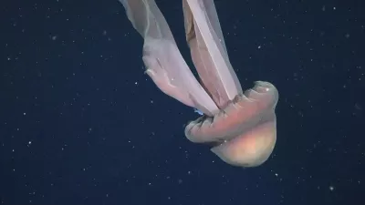 Velikanska fantomska meduza.