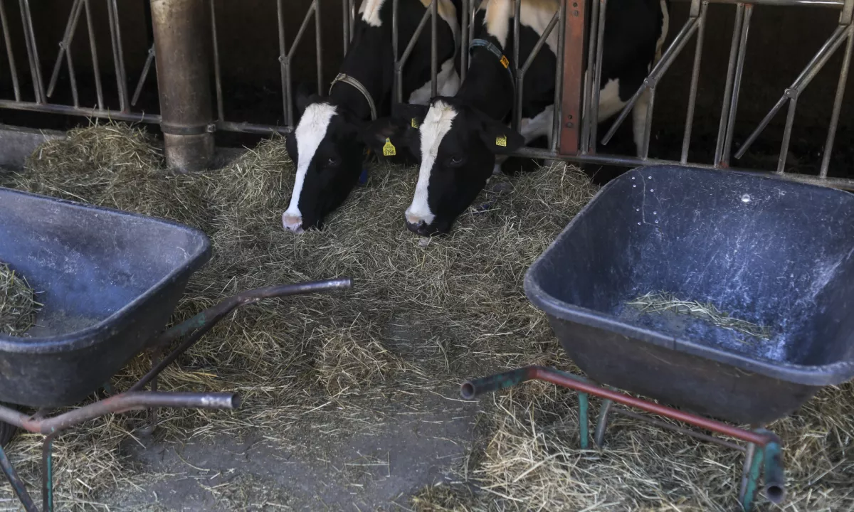 Hrvaško pretresa zgodba o 61-letniku, ki naj bi ga osumljeni zaprl v hlev na svojem posestvu pri Zagrebu.