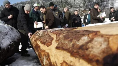 - 7. licitacija visoko kakovostnega lesa v Sloveniji 2013 - Slovenj Gradec, prodaja - draba - les - drevesa - hlodi    //FOTO: Luka Cjuha  