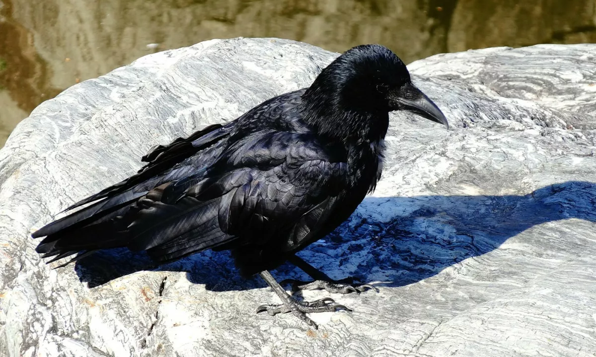 Že dolgo vemo, da spadajo vrane med najbolj inteligentna bitja v živalskem kraljestvu. A tokrat so meje mogočega premaknile še korak dlje.