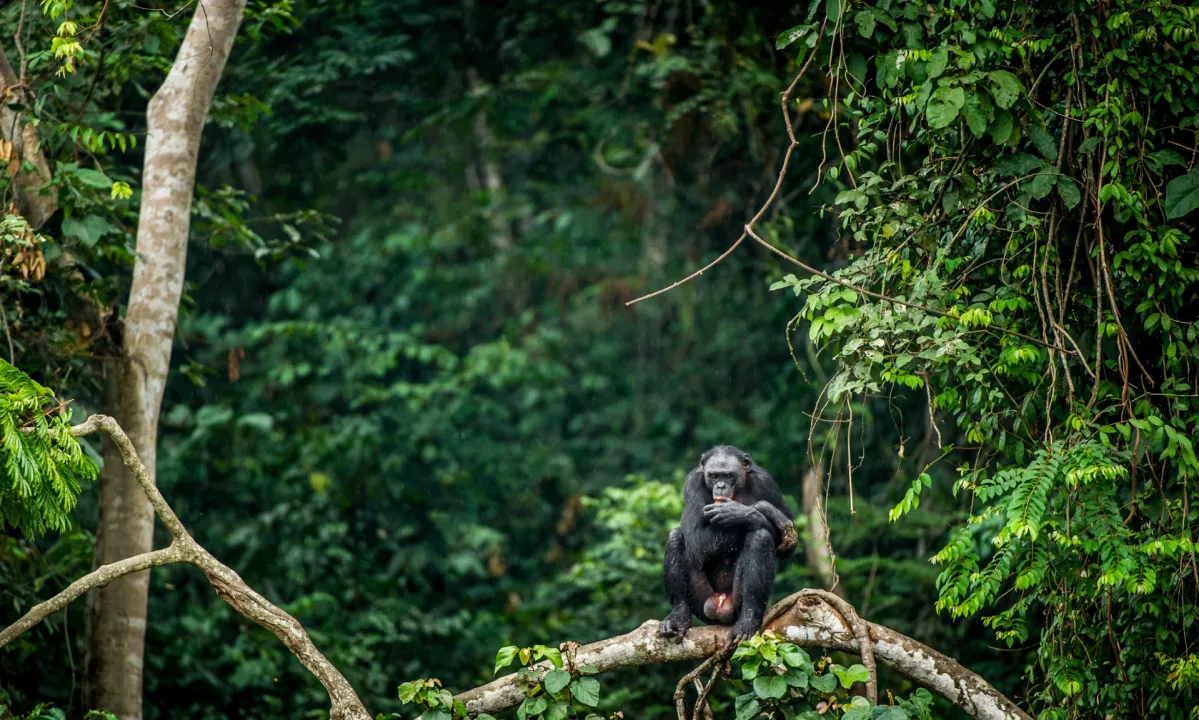 Nova študija razkriva, da način smrti mladiča med primati drastično vpliva na materino reakcijo – je to dokaz čustvene inteligence ali zgolj nagona?