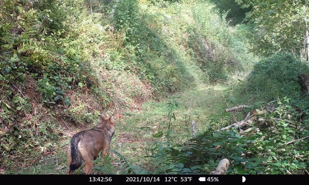 Volkovi so se po več desetletjih ponovno vrnili na območje Pohorja; oblikoval se je trop s sedmimi odraslimi volkovi in lanskimi mladiči.