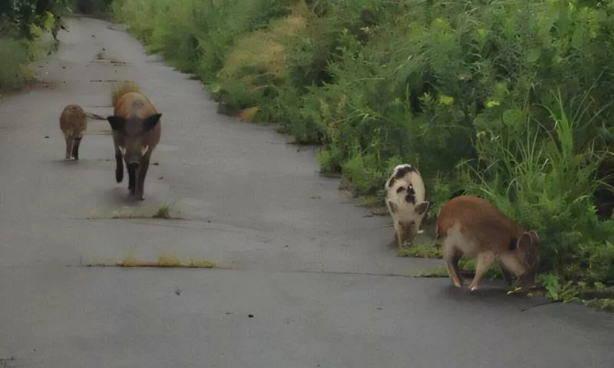 Jedrska nesreča v Fukušimi leta 2011 ni povzročila le okoljske katastrofe, temveč je vodila tudi v nenavaden pojav, katerega rezultat so križanci med domačim prašičem in divjo svinjo.