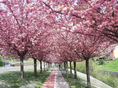 Od mostov do japonskih če&scaron;enj: Zagorje ob Savi postaja slovenska prestolnica romantike