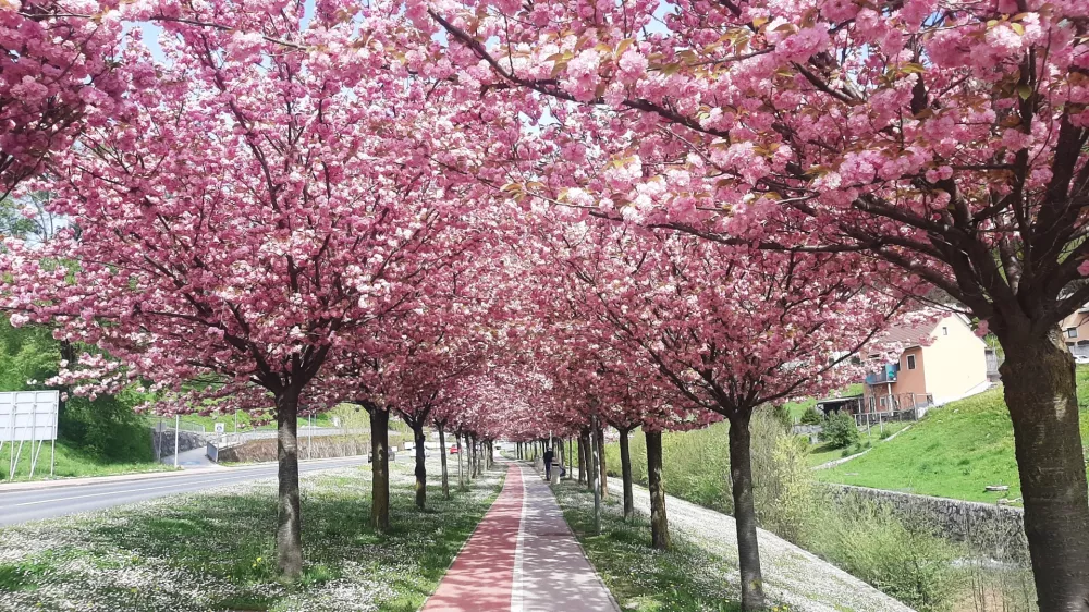 Od mostov do japonskih če&scaron;enj: Zagorje ob Savi postaja slovenska prestolnica romantike