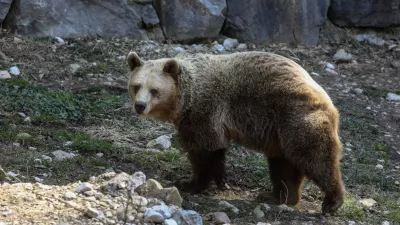 - medved 03.03.2022 - Živalski vrt ZOO Ljubljana - //FOTO: Luka Cjuha.