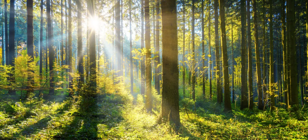 Simbolična slika lepega gozda / Foto: Istock