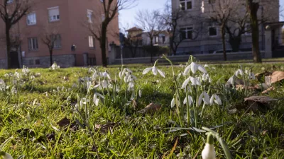 - 14.2.2024 - Pomlad je pri&scaron;la v mesto - zvončki// FOTO: Nik Erik Neubauer