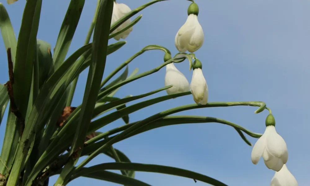 Konec tedna se začenja festival zvončkov