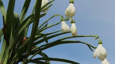 Ko zazvonijo zvončki: praznik pomladi v Ljubljani