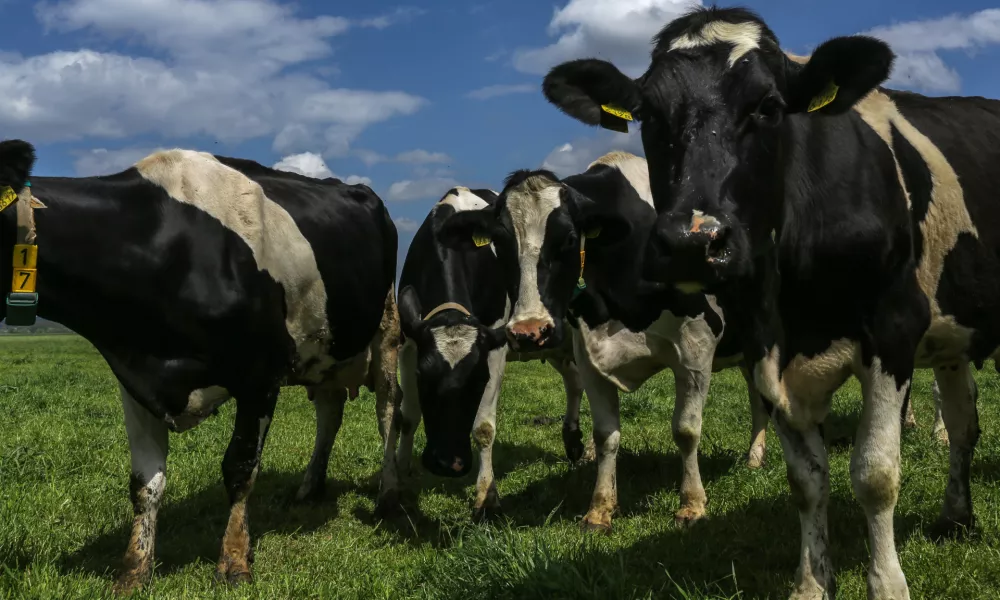 krave - kmetija Žampa - Levanjci v Občini Ptuj   - 12.05.2017 - reportaža o nevzdržni kmetijski birokraciji - ZA OBJEKTIV   //FOTO: Jaka Gasar
