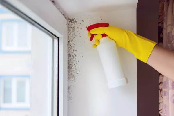 Close-up of a person wearing yellow rubber gloves spraying cleaning solution on a moldy wall near a window. The photo illustrates household mold removal, home maintenance, and moisture problems in buildings. Concept of hygiene, allergy prevention, air quality, and cleaning mold for a healthy home. / Foto: Istockphoto