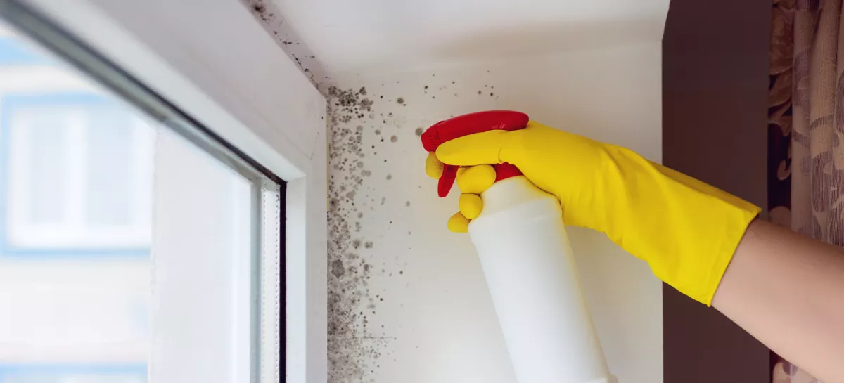 Close-up of a person wearing yellow rubber gloves spraying cleaning solution on a moldy wall near a window. The photo illustrates household mold removal, home maintenance, and moisture problems in buildings. Concept of hygiene, allergy prevention, air quality, and cleaning mold for a healthy home. / Foto: Istockphoto