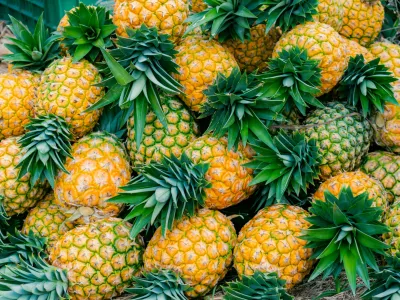 close-up of freshly harvested ripe pineapple variety honey gold (Ananas comosus) / Foto: Victor Alfonso Arguello Martinez