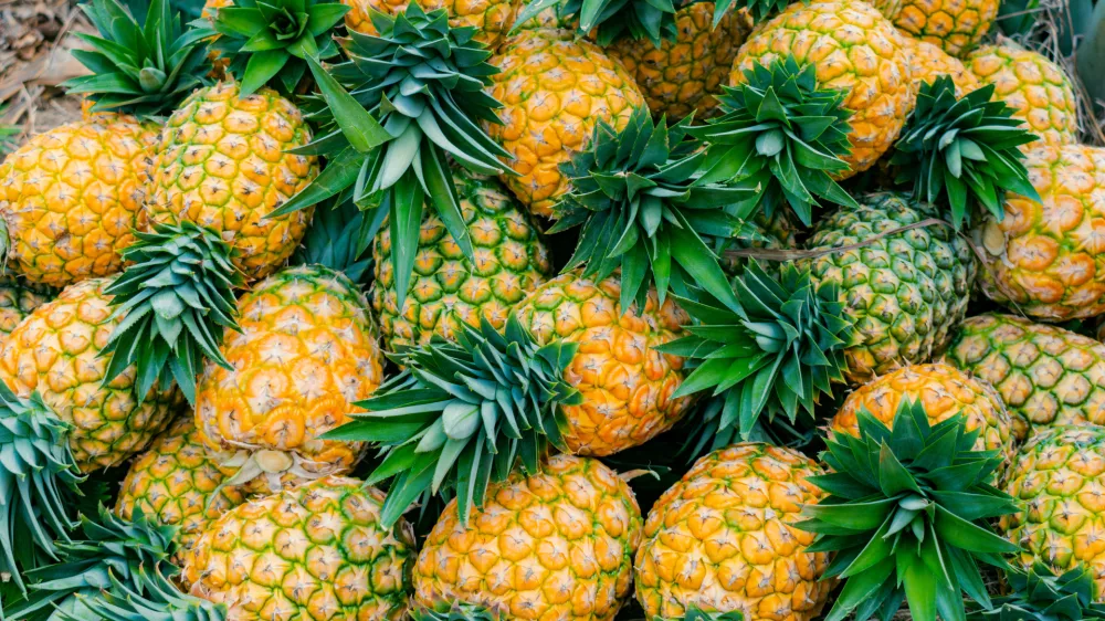 close-up of freshly harvested ripe pineapple variety honey gold (Ananas comosus) / Foto: Victor Alfonso Arguello Martinez