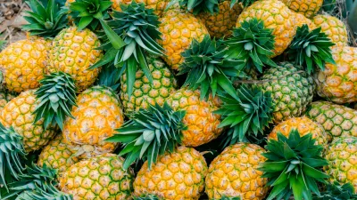 close-up of freshly harvested ripe pineapple variety honey gold (Ananas comosus) / Foto: Victor Alfonso Arguello Martinez