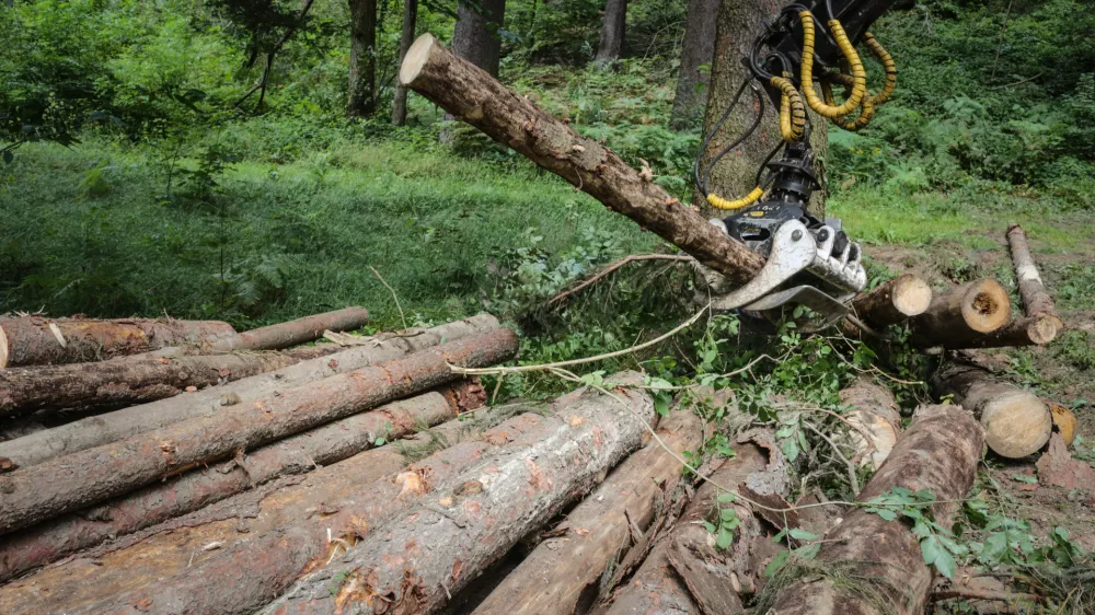 17.8.2016 - Lubadar - sanacija po&scaron;kodovanih gozdov zaradi epidemije lubadarja - sečnja in spravilo po&scaron;kodovanega lesa - podrta - polomljena drevesa - gozdovi - gozd - les - hlodovina -&nbsp; gozdarstvo - &nbsp;&nbsp;&nbsp;&nbsp;//FOTO: Luka Cjuha.